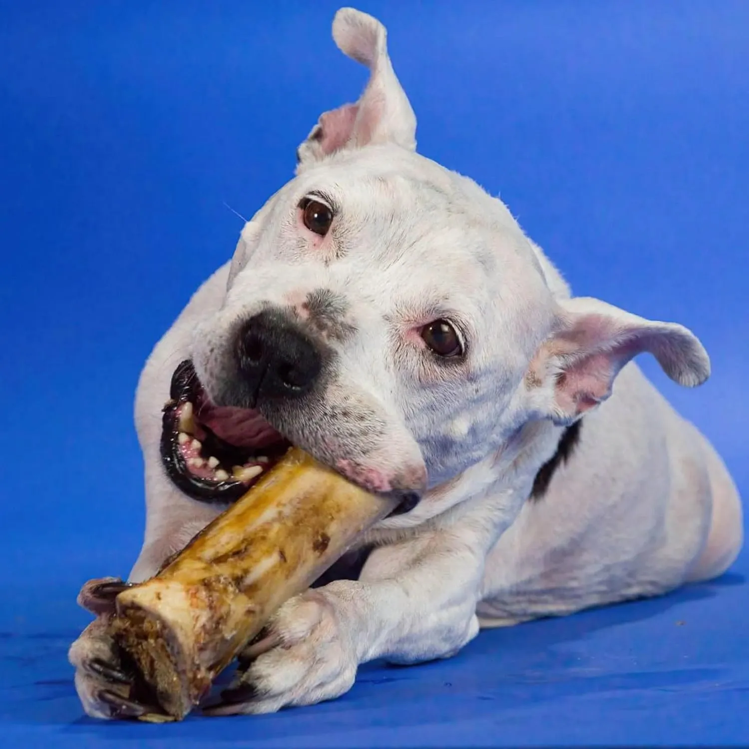 Best Bully Sticks Marrow Bones - 3 Count (Pack of 1) - USA Packed, Healthy Snack, Grass-Fed Beef, Long-Lasting, Great for Large Breeds