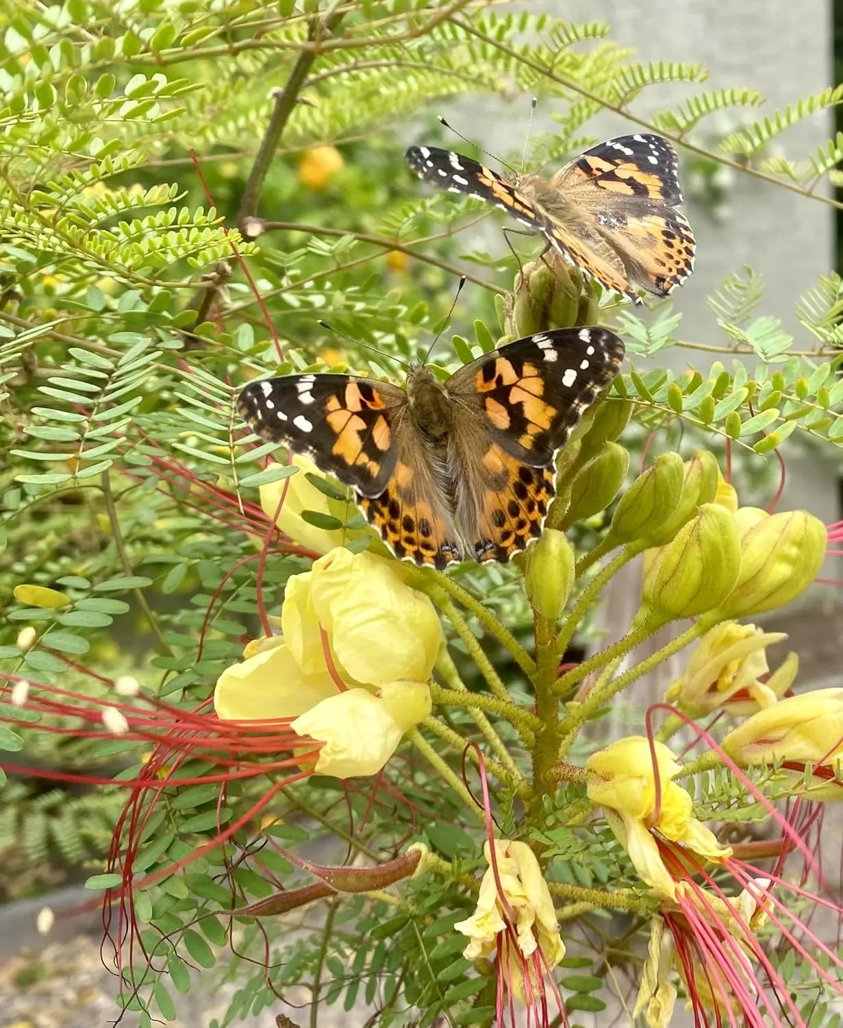 Insect Lore Butterfly Garden Gift Set | 8" Habitat with Live Cup of Caterpillars | Stickers and Extras Included | Life Science & STEM Education Kit | Grow Painted Lady Butterflies