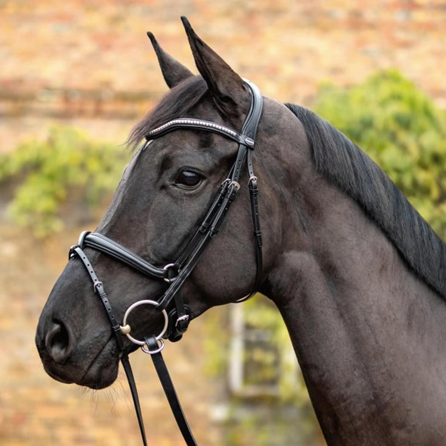 Snaffle Bridle Balance